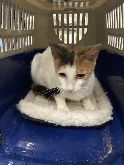 Clarice - Domestic Short Hair