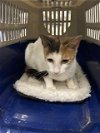 adoptable Cat in gainesville, GA named CLARICE