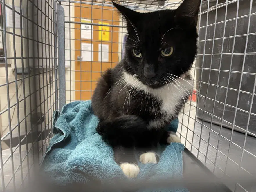 Sasha - Domestic Short Hair