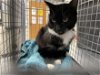 adoptable Cat in gainesville, FL named SASHA