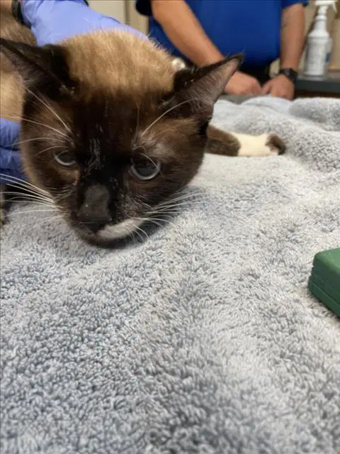 Hershey - Siamese