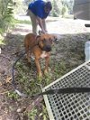 adoptable Dog in gainesville, GA named CHUCKY