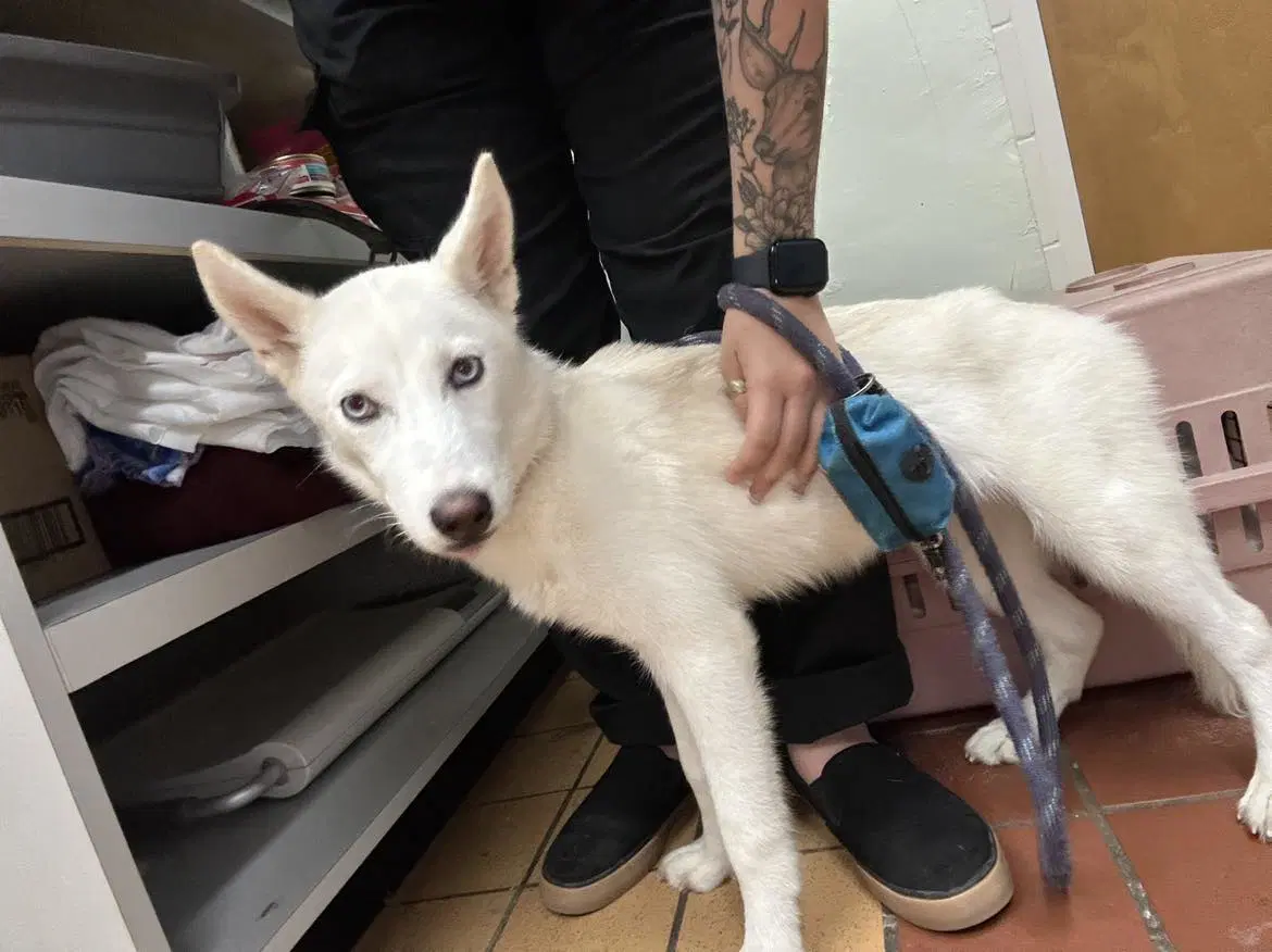 Storm - Siberian Husky