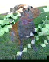 Alphie