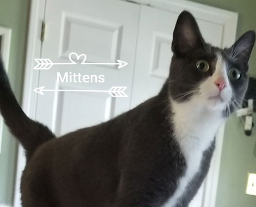 Mittens