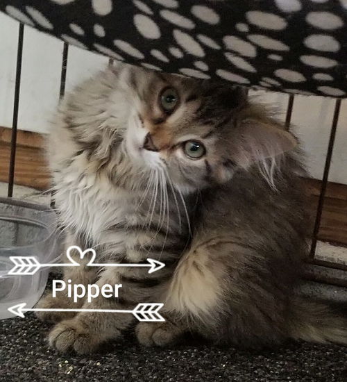 Pipper