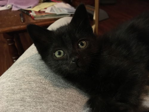 Pounce
