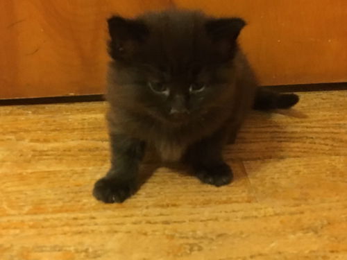 Cyrus