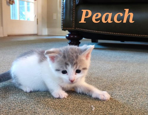 Peach