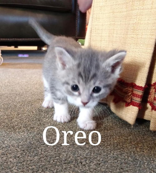 Oreo