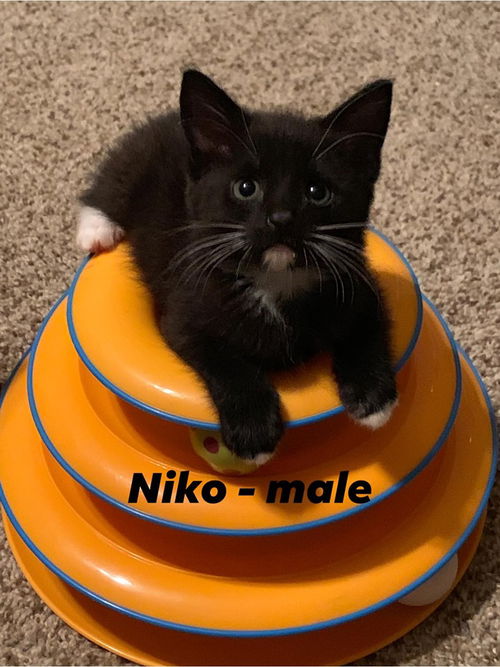 Niko