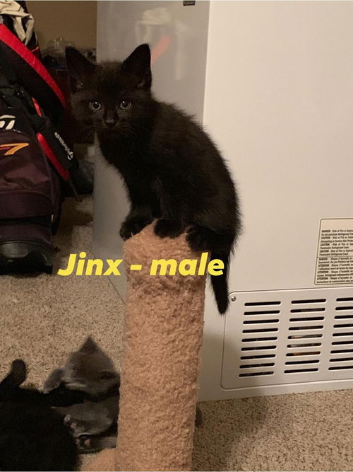 Jinx