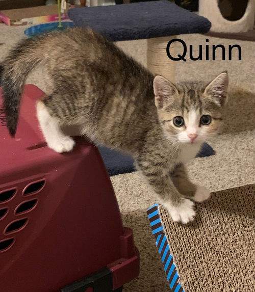 Quinn