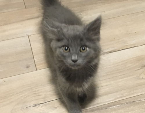 Stanley