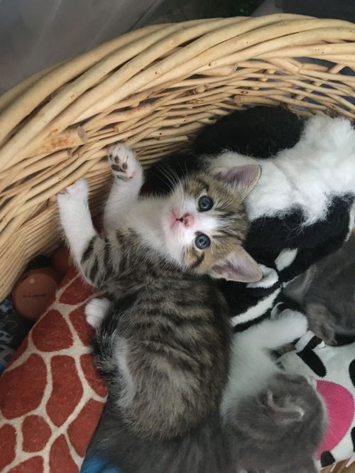 Mowgli