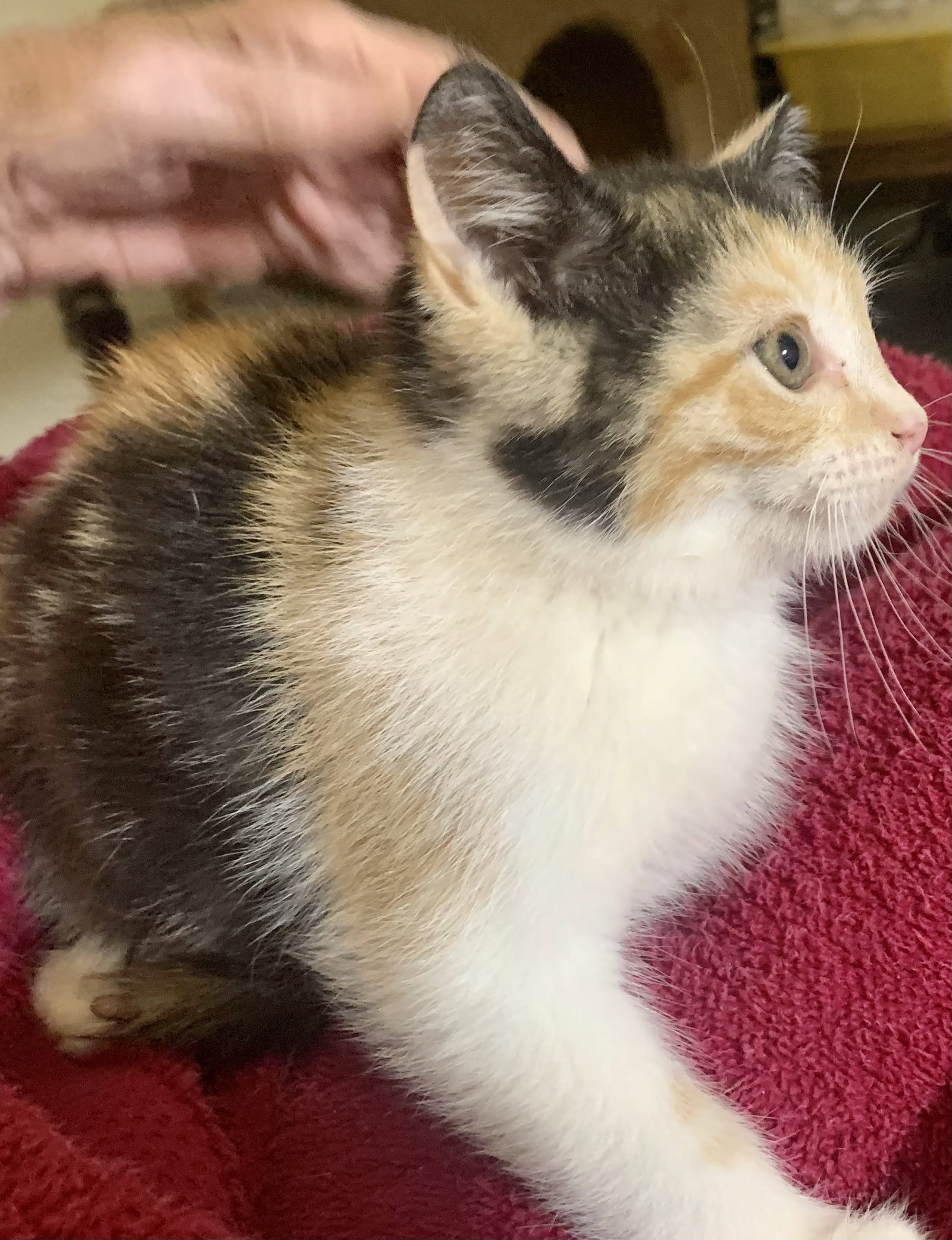 Cats for Adoption in Kentucky Alpha Paw