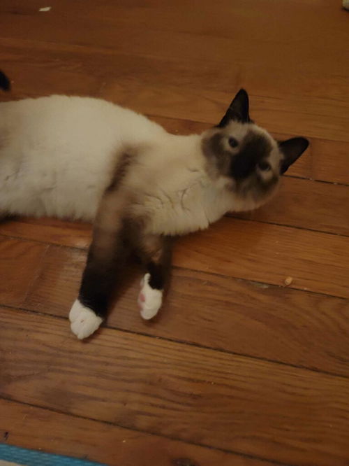 Mocha