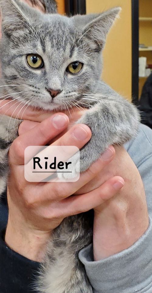 Rider