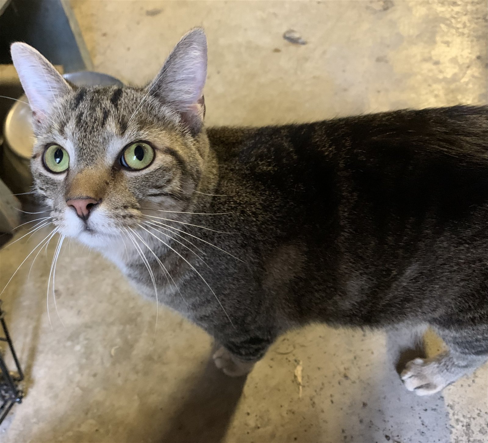 adoptable Cat in Wilmore, KY named Rambo