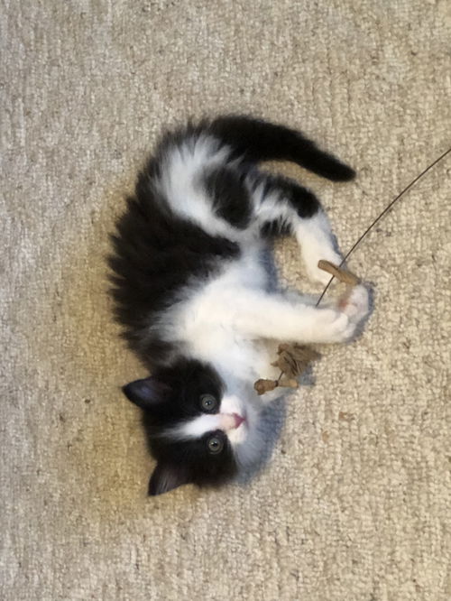 Domino