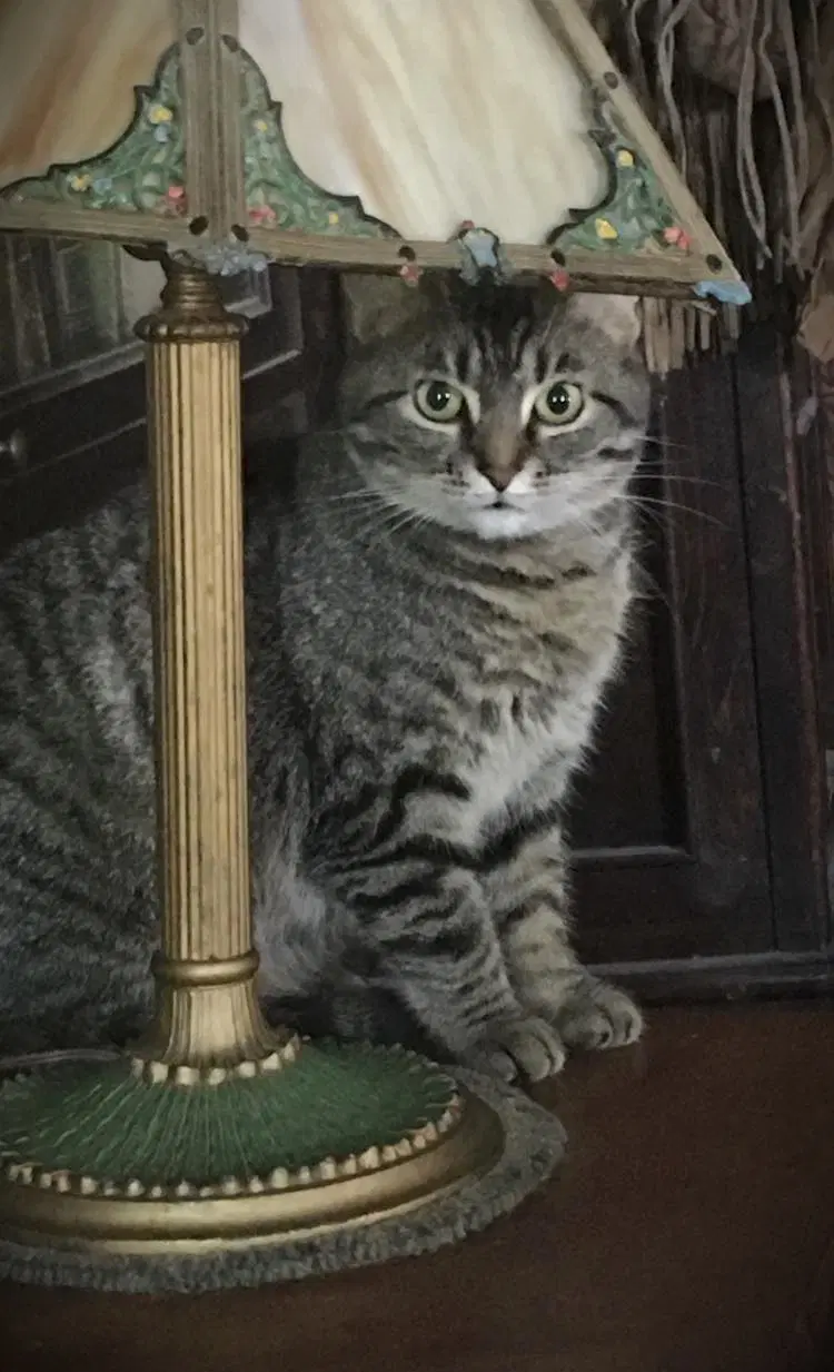 Lovebug - Tabby