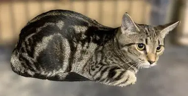 Honey - Domestic Short Hair