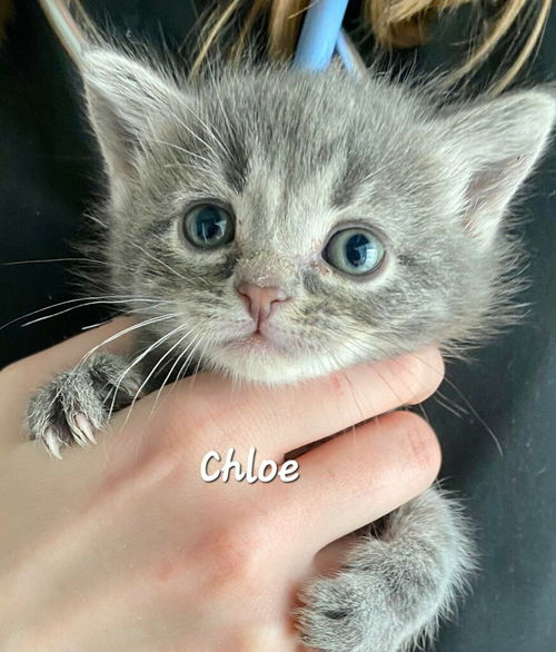 Chloe