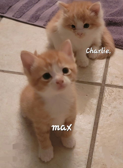 Max