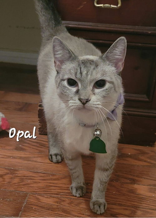 Opal