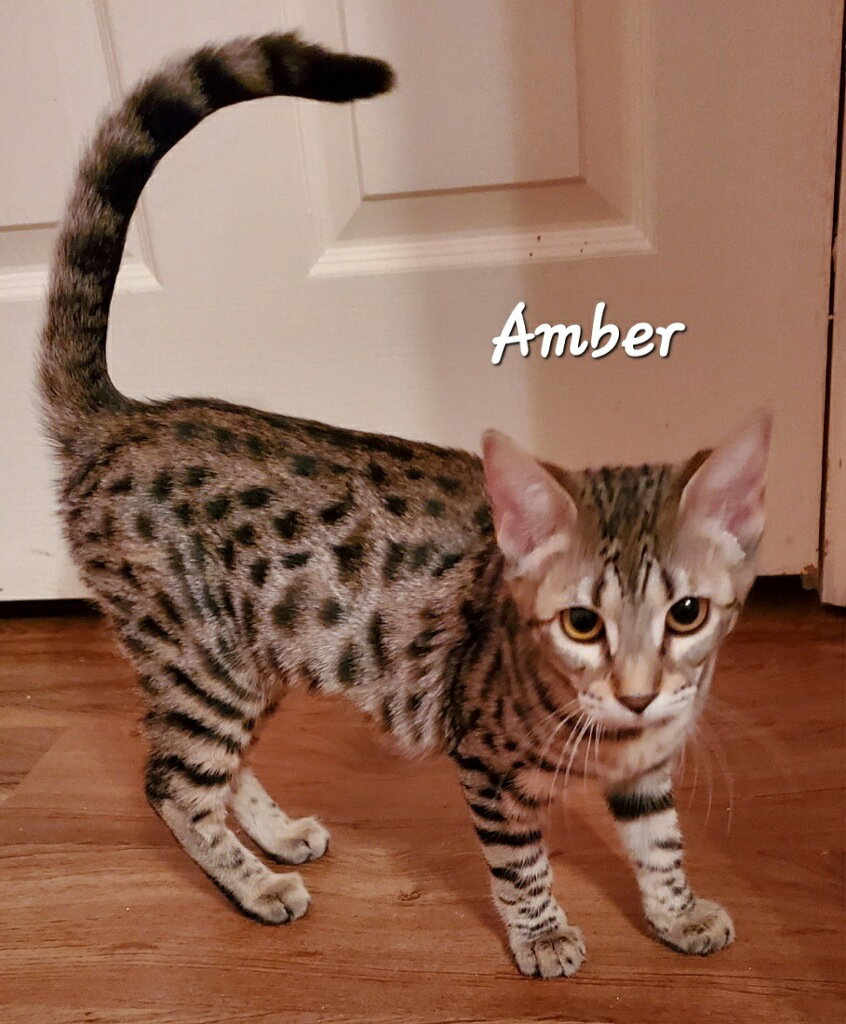 Cats for Adoption in Kentucky Alpha Paw