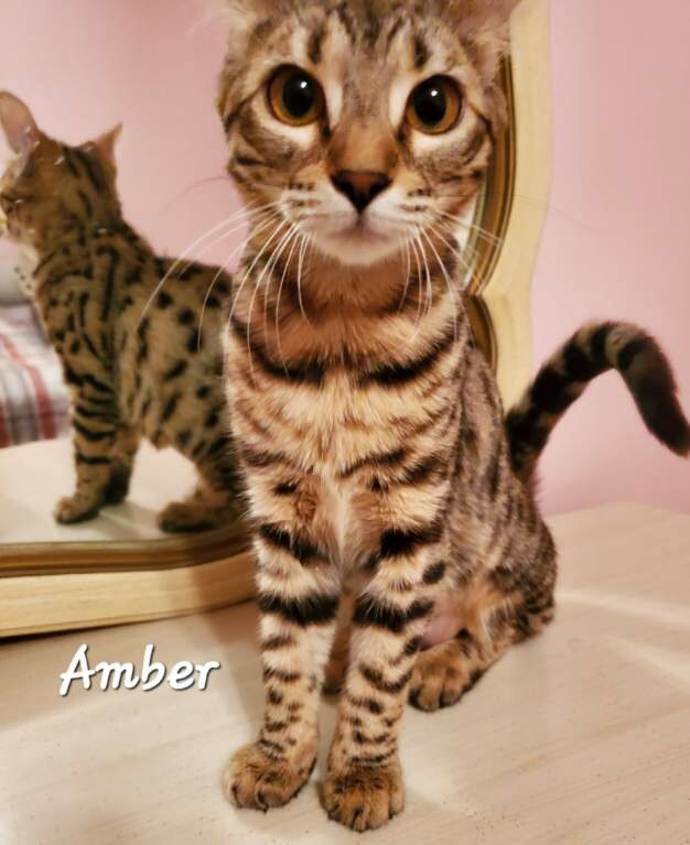 Cats for Adoption in Kentucky Alpha Paw