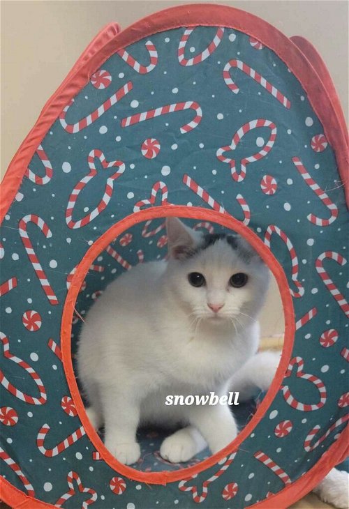 Snowbell