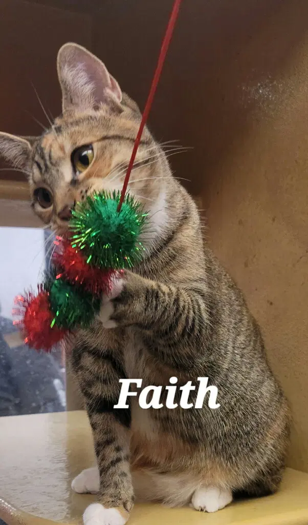 Faith - Tabby