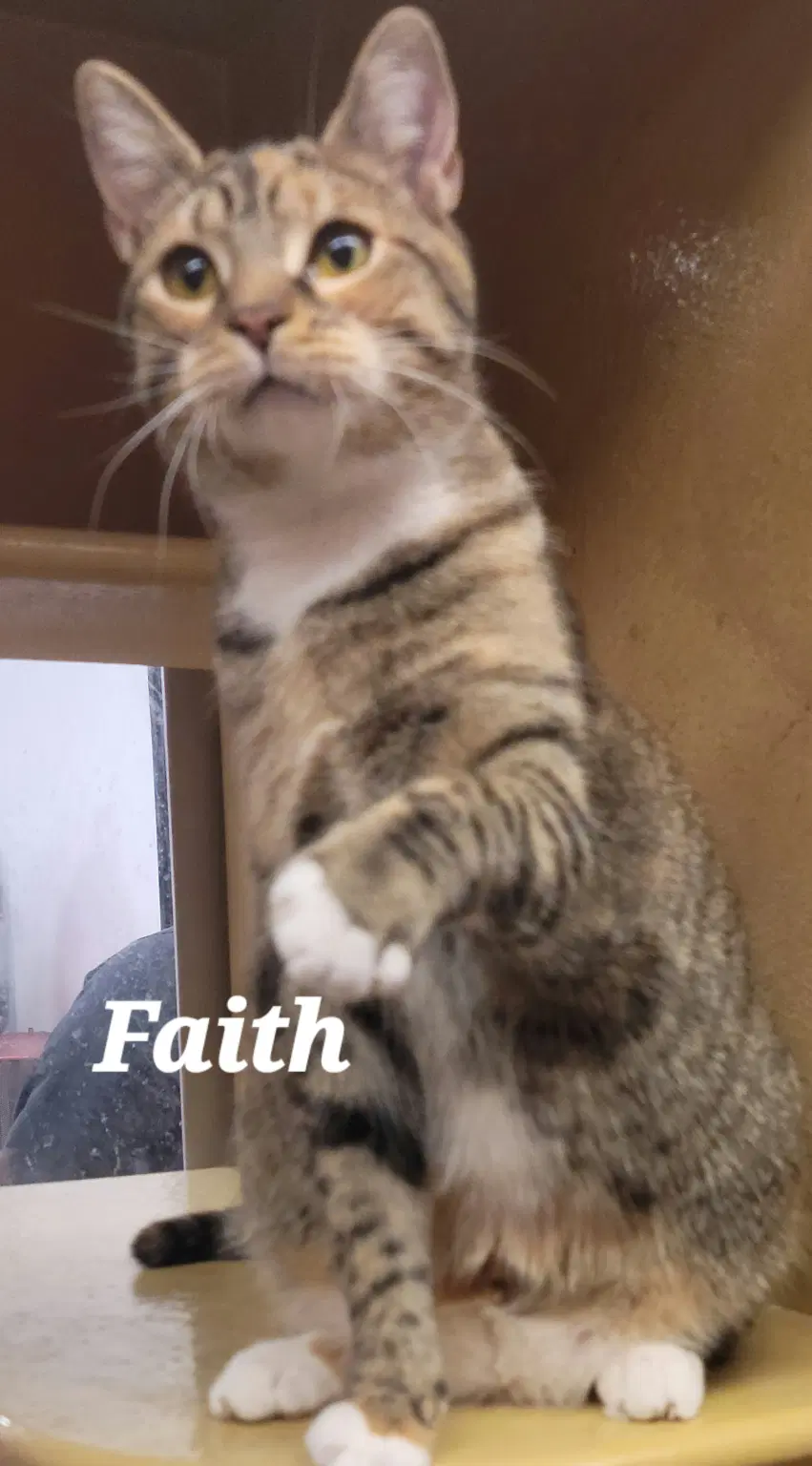 Faith image 2