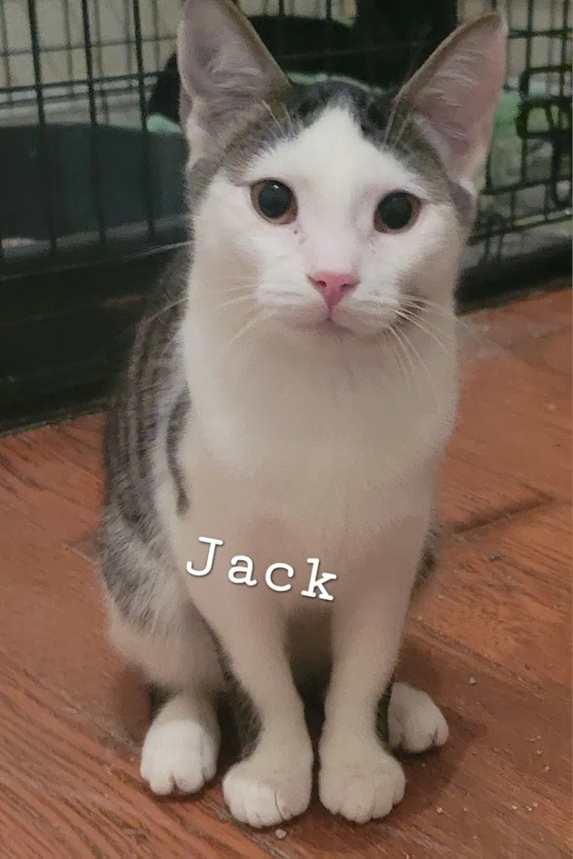 Jack - Domestic Short Hair