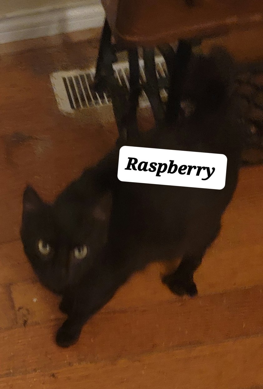 adoptable Cat in Wilmore, KY named Raspberry