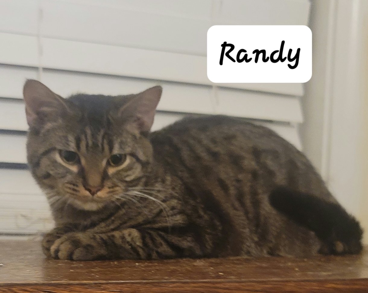 adoptable Cat in Wilmore, KY named Randy