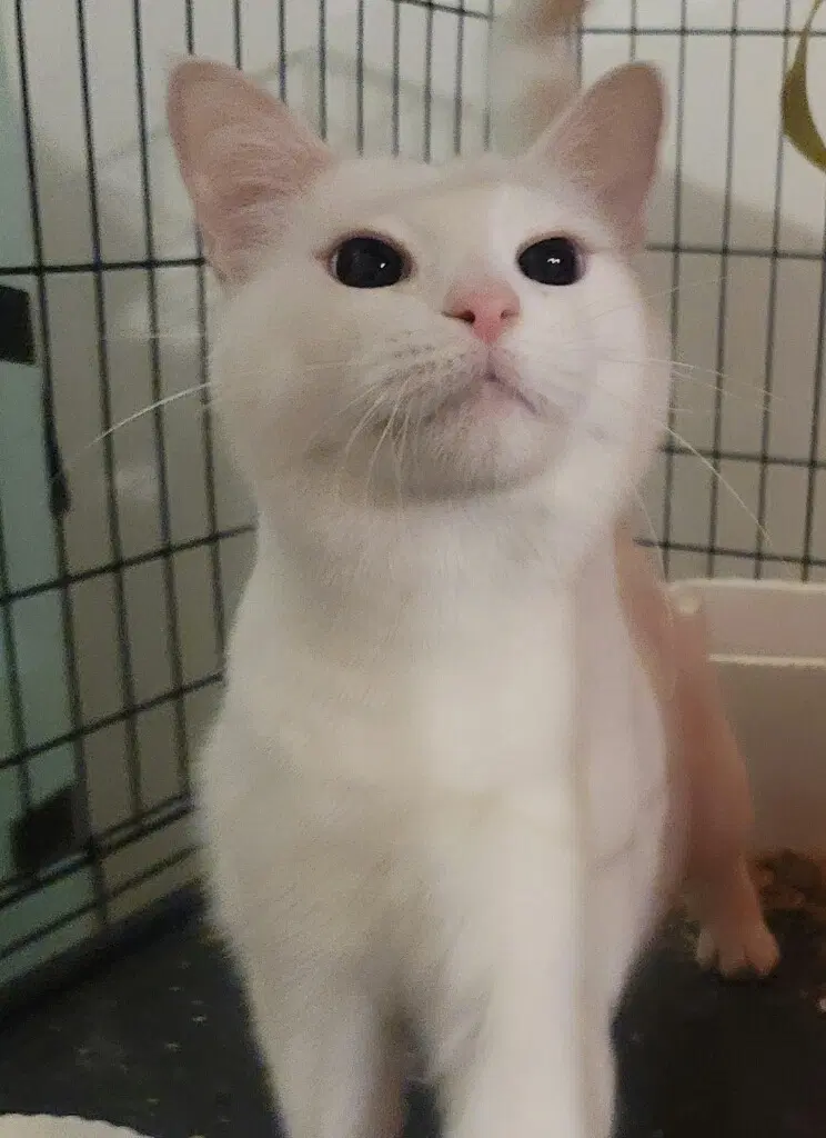 Emma - Domestic Short Hair