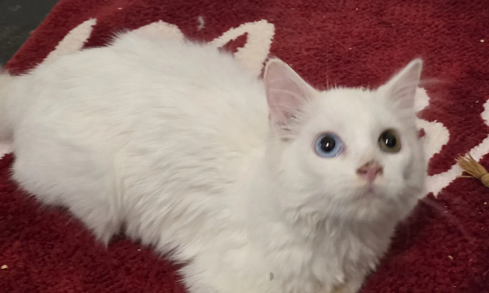 Nimbus image 1
