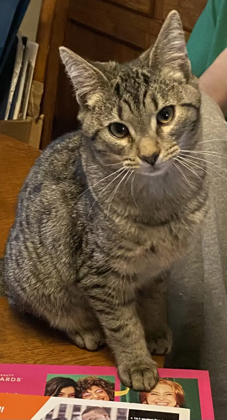 Ellery - Tabby