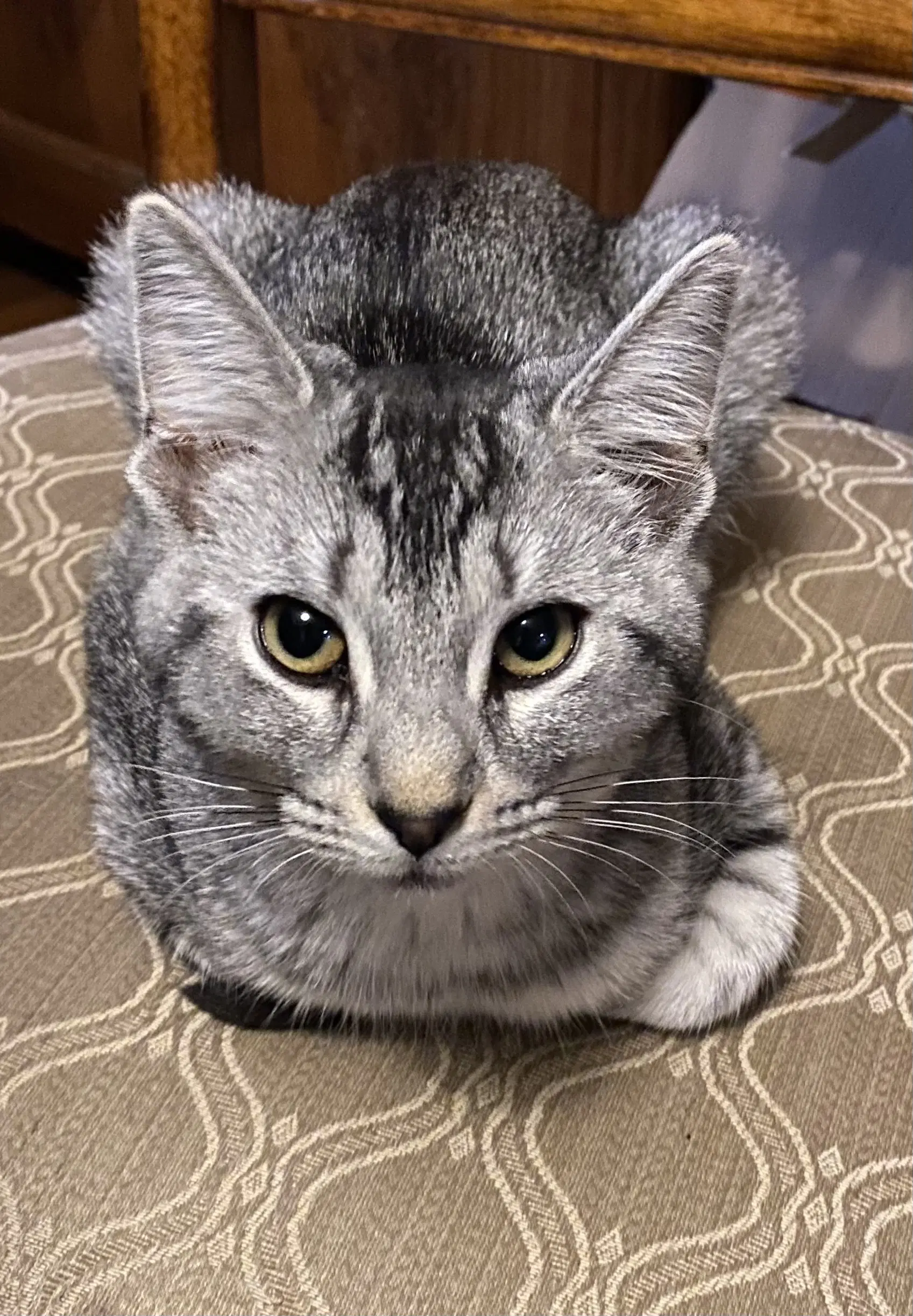 Everly - Tabby