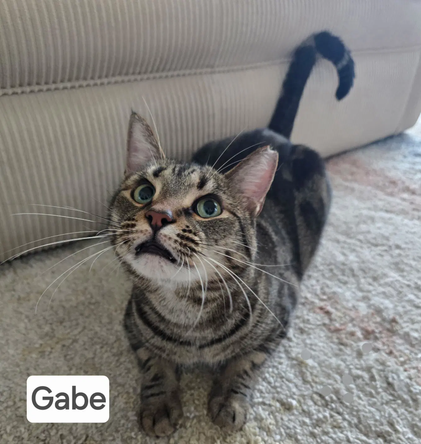 Gabe image 2