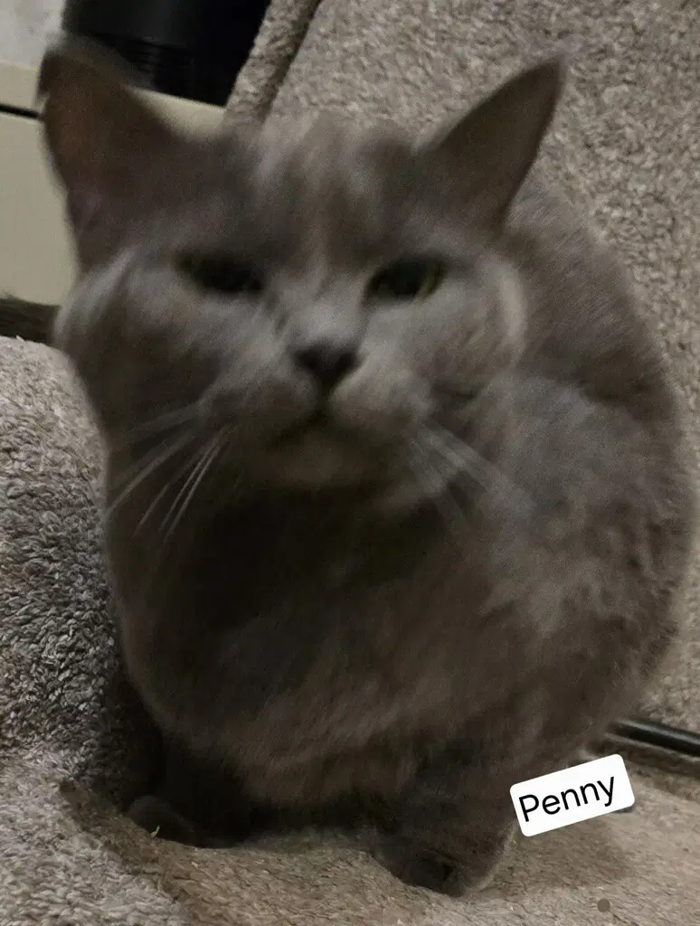 Penny - Tabby