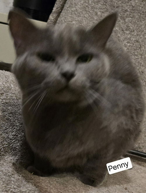 picture of the cat needing adoption