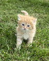 Cheddar