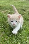Colby