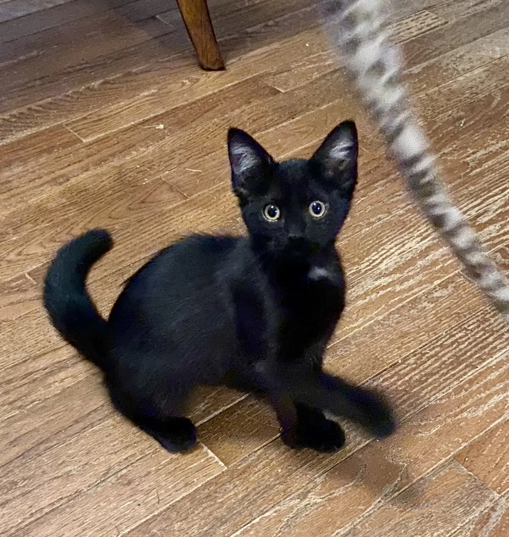Inky - Domestic Short Hair