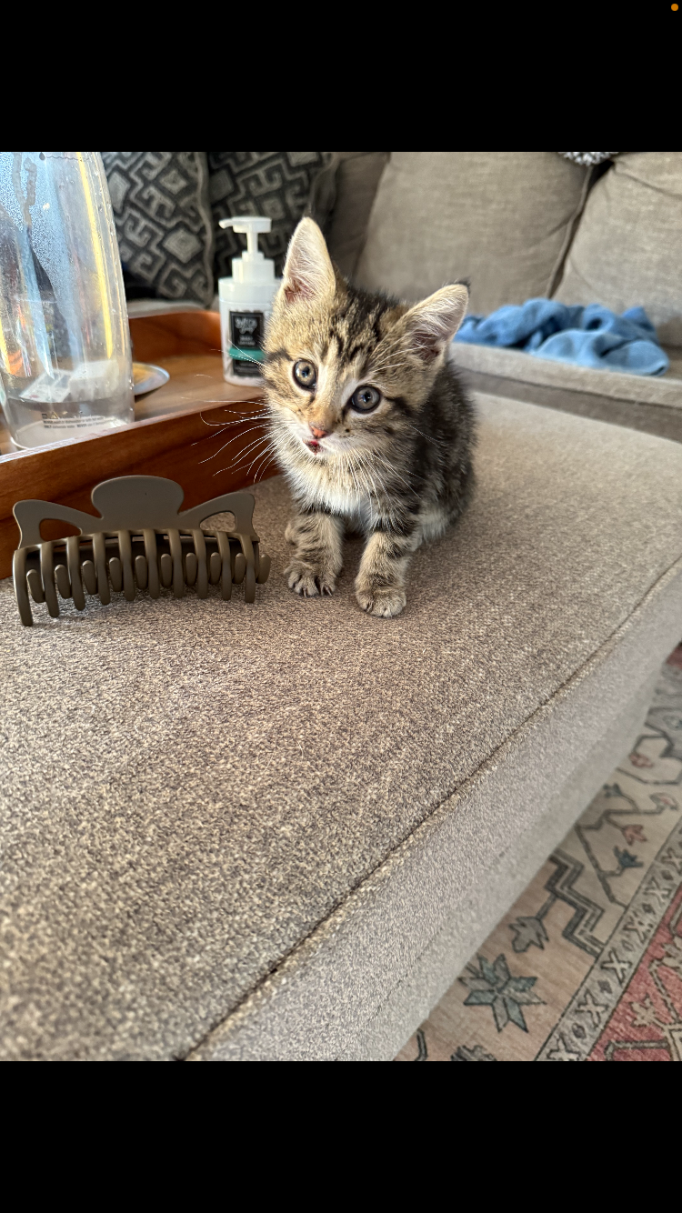 adoptable Cat in Wilmore, KY named Squirt
