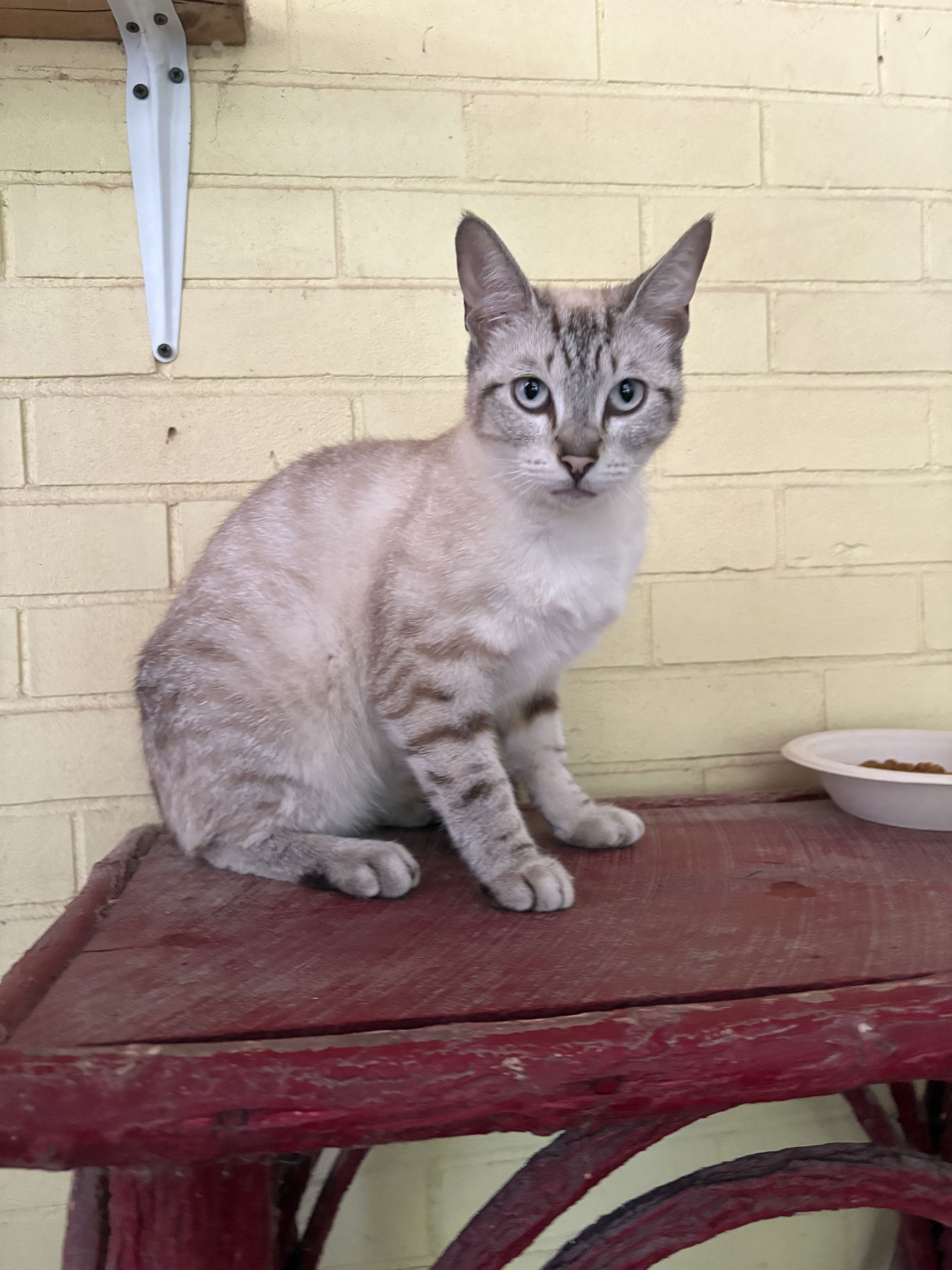 adoptable Cat in Wilmore, KY named Toni-Bee