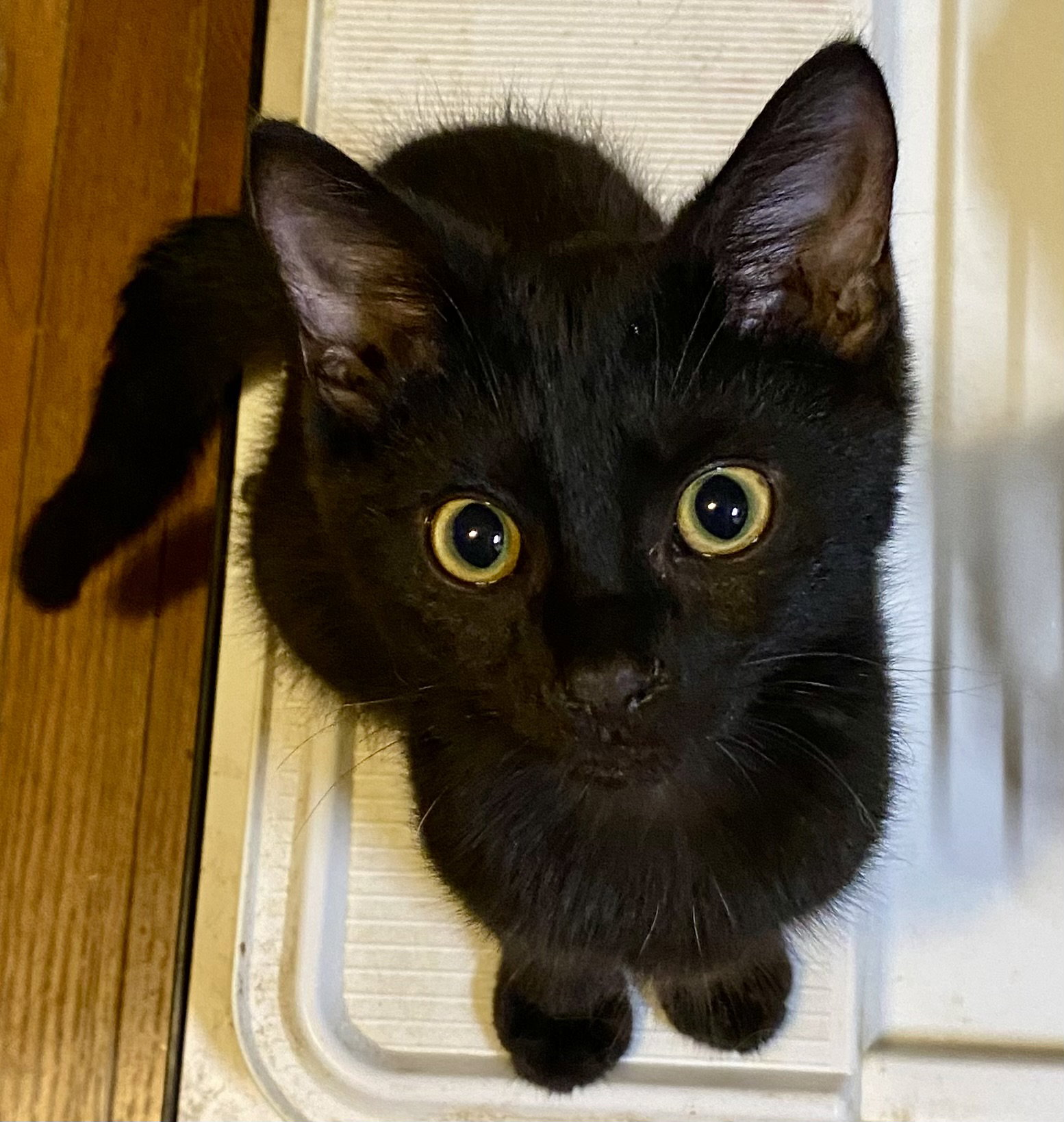 Ronnie Image